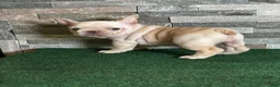 French Bulldog dogs for sale: Mercedes - Ad 8