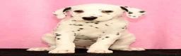 Dalmatian dogs for sale: Jemima - Ad 2