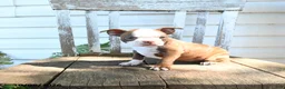 Boston Terrier dogs for sale: Bubbles - Ad 3