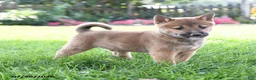 Shiba Inu dogs for sale: Buster - Ad 2