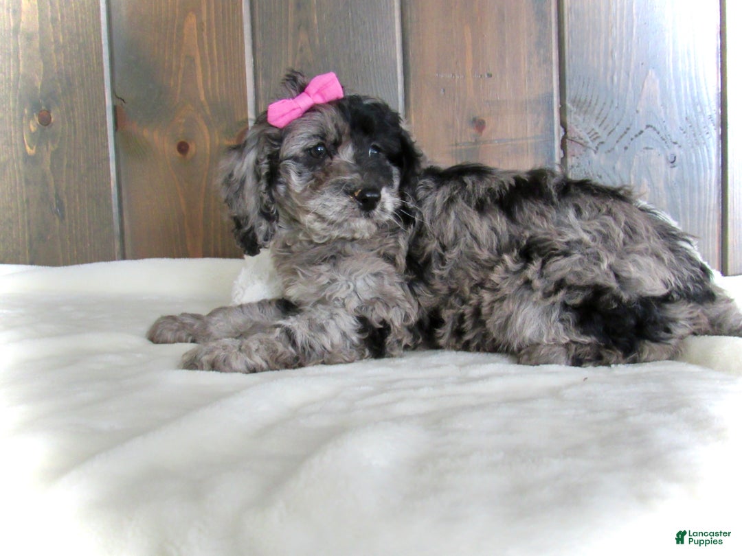 Mini Goldendoodle dogs for sale: Ellie - Ad 18