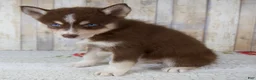 Pomsky dogs for sale: Chloe - Ad 3
