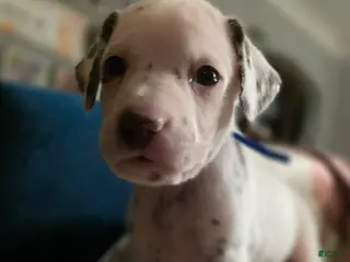 Dalmatian dogs Cocoa - Ad 9