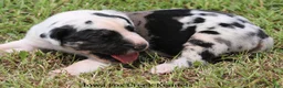 Great Dane dogs for sale: Great Dane 1 - Ad 6