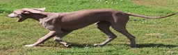 Great Dane dogs for sale: Great Dane 2 - Ad 3