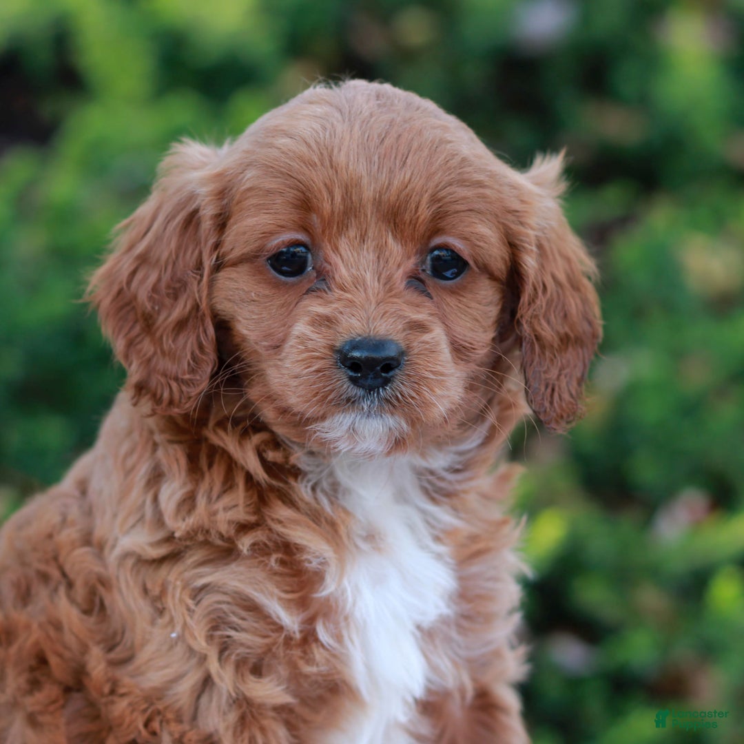 Cavapoo dogs for sale: Darcy  - Ad 1