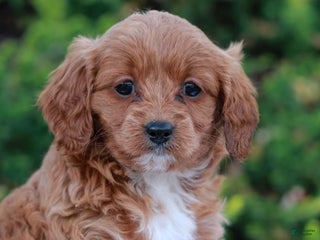 Cavapoo dogs Darcy - Ad 32