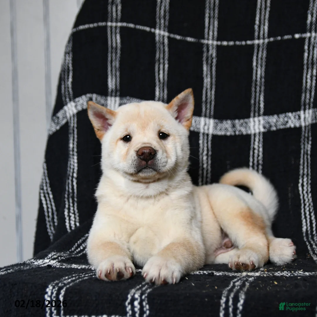 Shiba Inu dogs for sale: Swiss - Ad 5