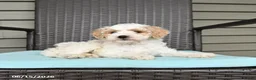 Cavapoo dogs for sale: Stacie - Ad 4