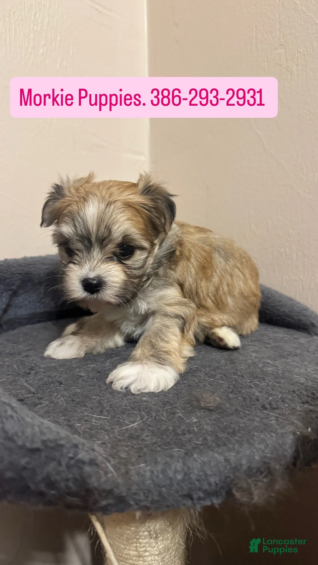 Morkie dogs for sale: Morkie Female 1 - Ad 1