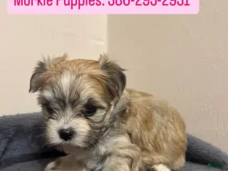 Morkie dogs Morkie Female 1 - Ad 4