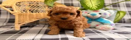 Toy Poodle dogs for sale: Jewel - Ad 4