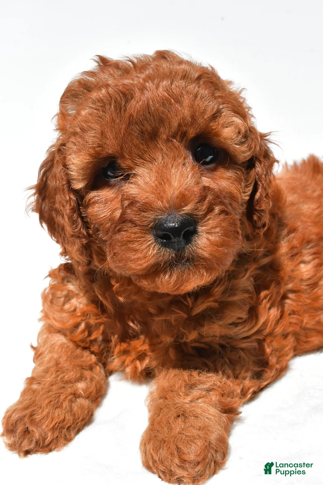 Mini Goldendoodle dogs for sale: Frances - Ad 2
