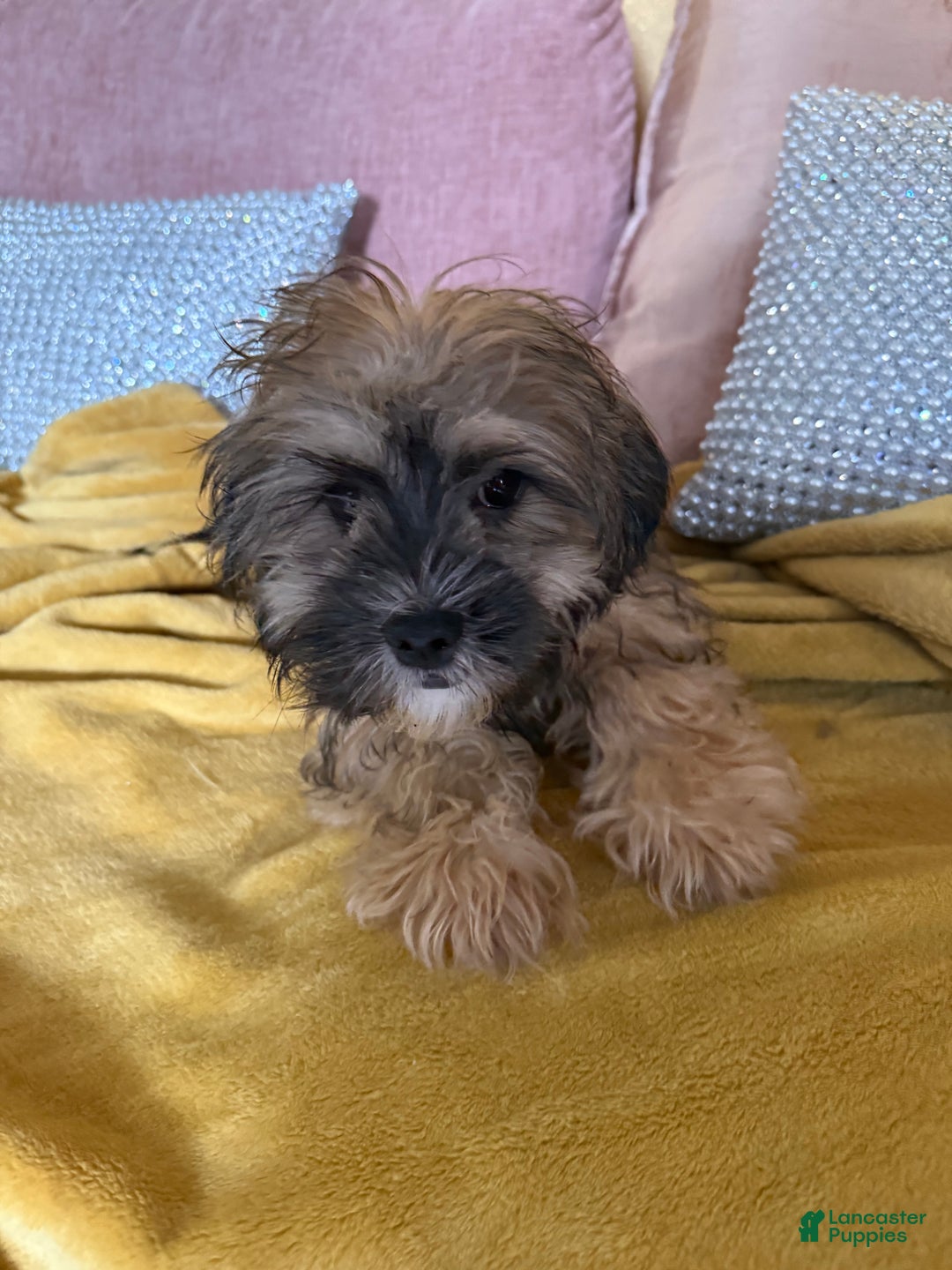 Mixed Breed dogs for sale: Mixed Breed Puppy 2 - Image 14