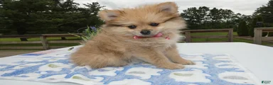Pomeranian Puppy 2 Layla