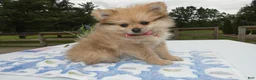 Pomeranian dogs for sale: Pomeranian Puppy 2 Layla - Ad 1