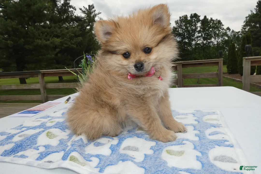 Pomeranian dogs for sale: Pomeranian Puppy 2 Layla - Ad 1