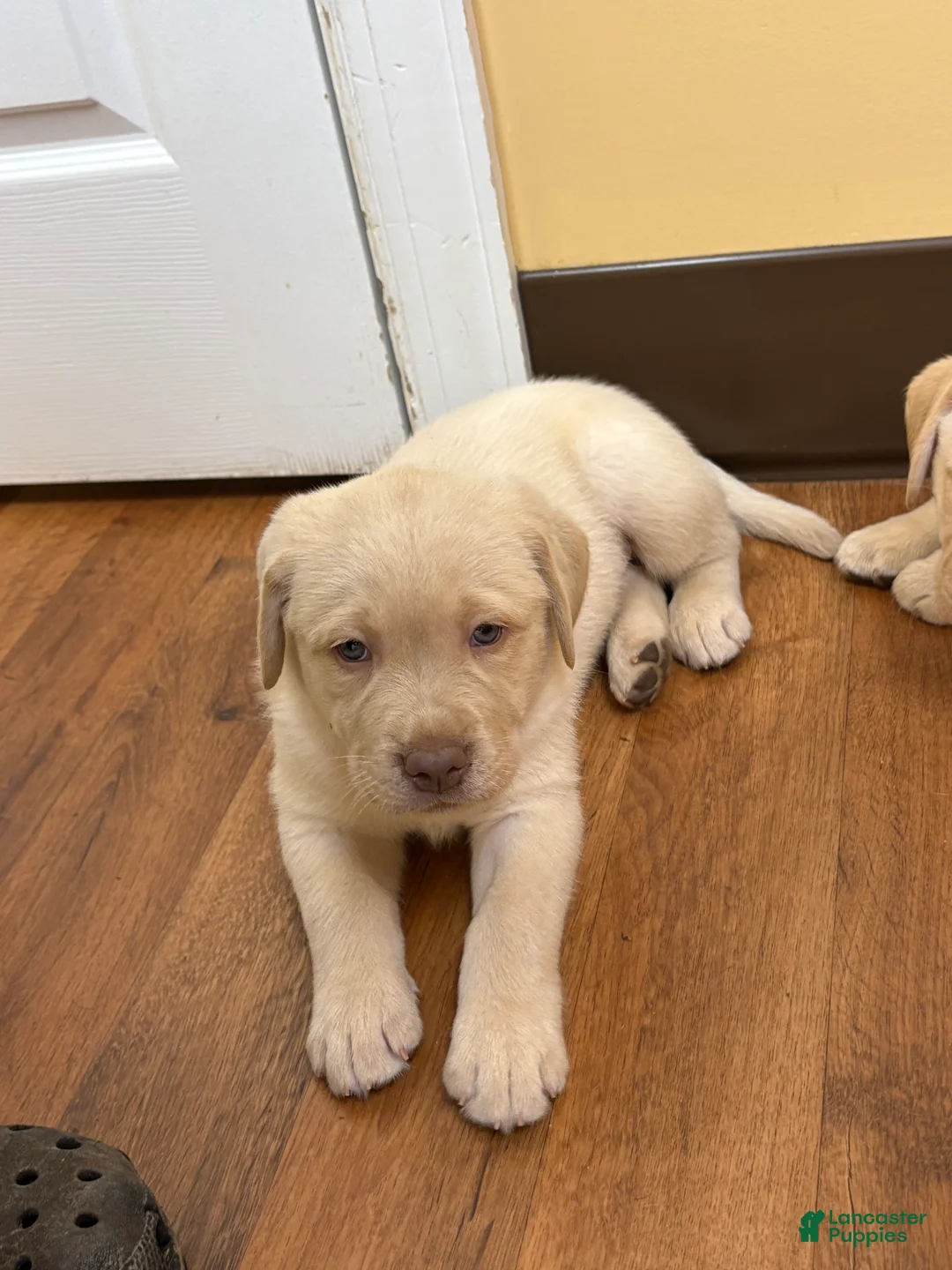 Labrador Retriever dogs for sale: Labrador Retriever Puppy 2 - Ad 2
