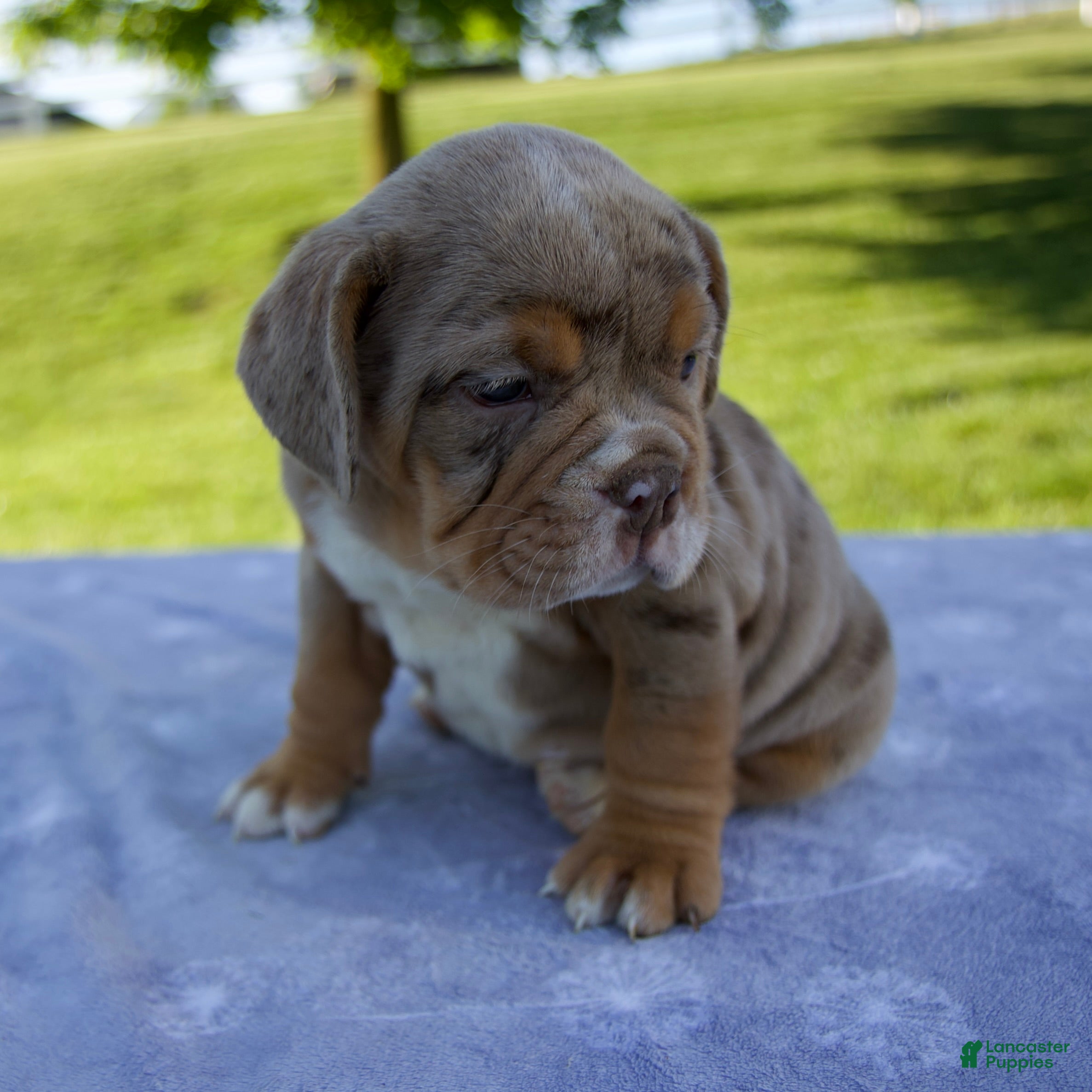 Beabull dogs Amber - Ad 2