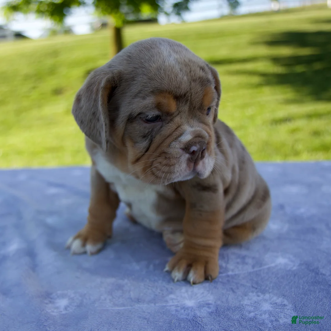 Beabull dogs for sale: Amber - Ad 2
