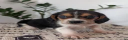 Mixed Breed dogs for sale: Roy  - Ad 5