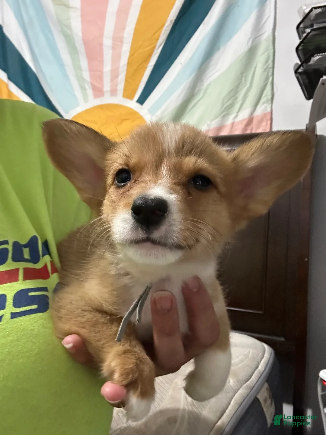 Welsh Corgi Pembroke dogs for sale: Blue - Ad 1