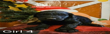 Girl #4