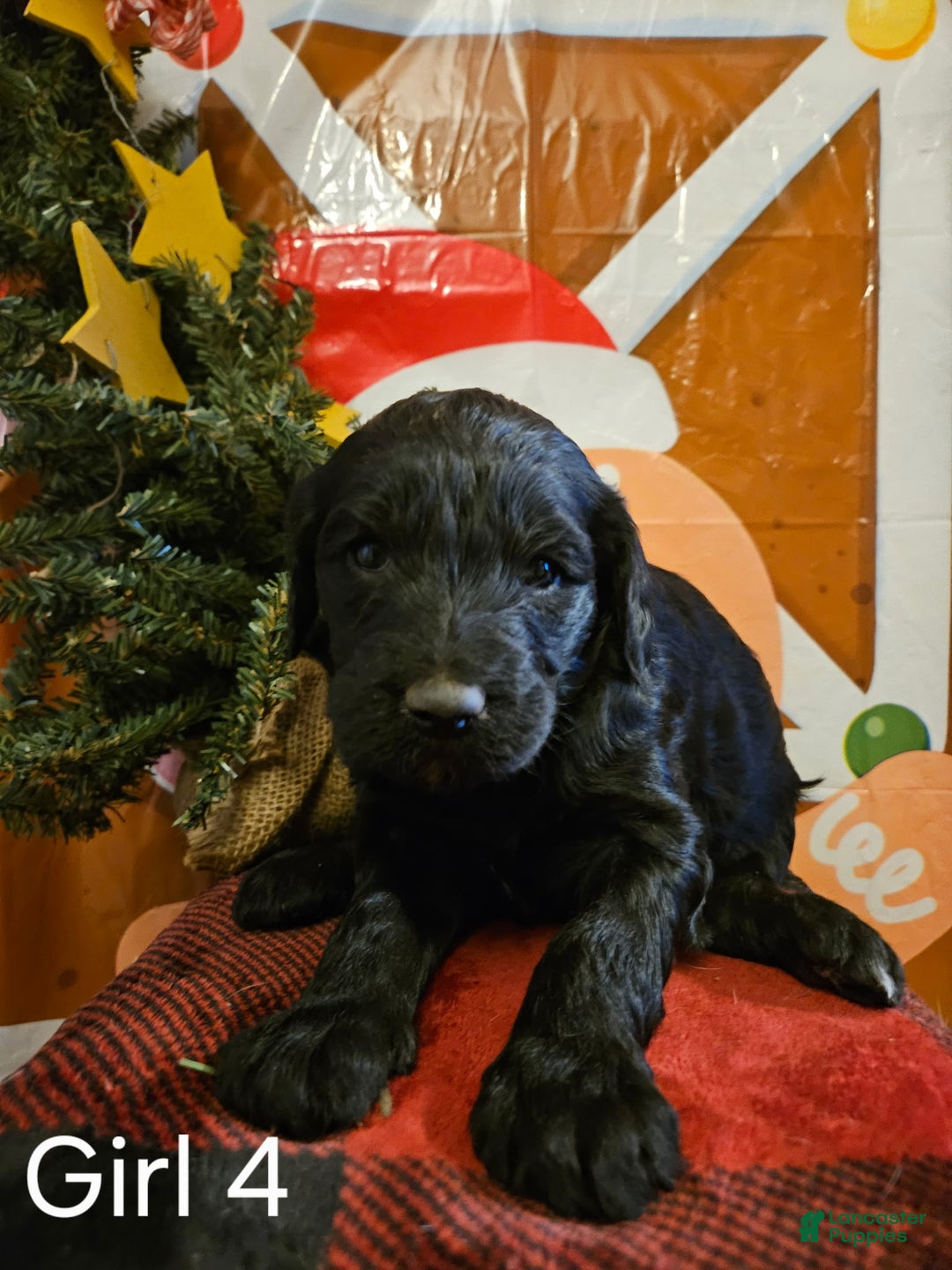 Mixed Breed dogs for sale: Girl #4 - Ad 1