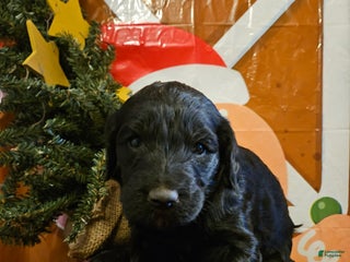 Mixed Breed dogs Girl #4 - Ad 34