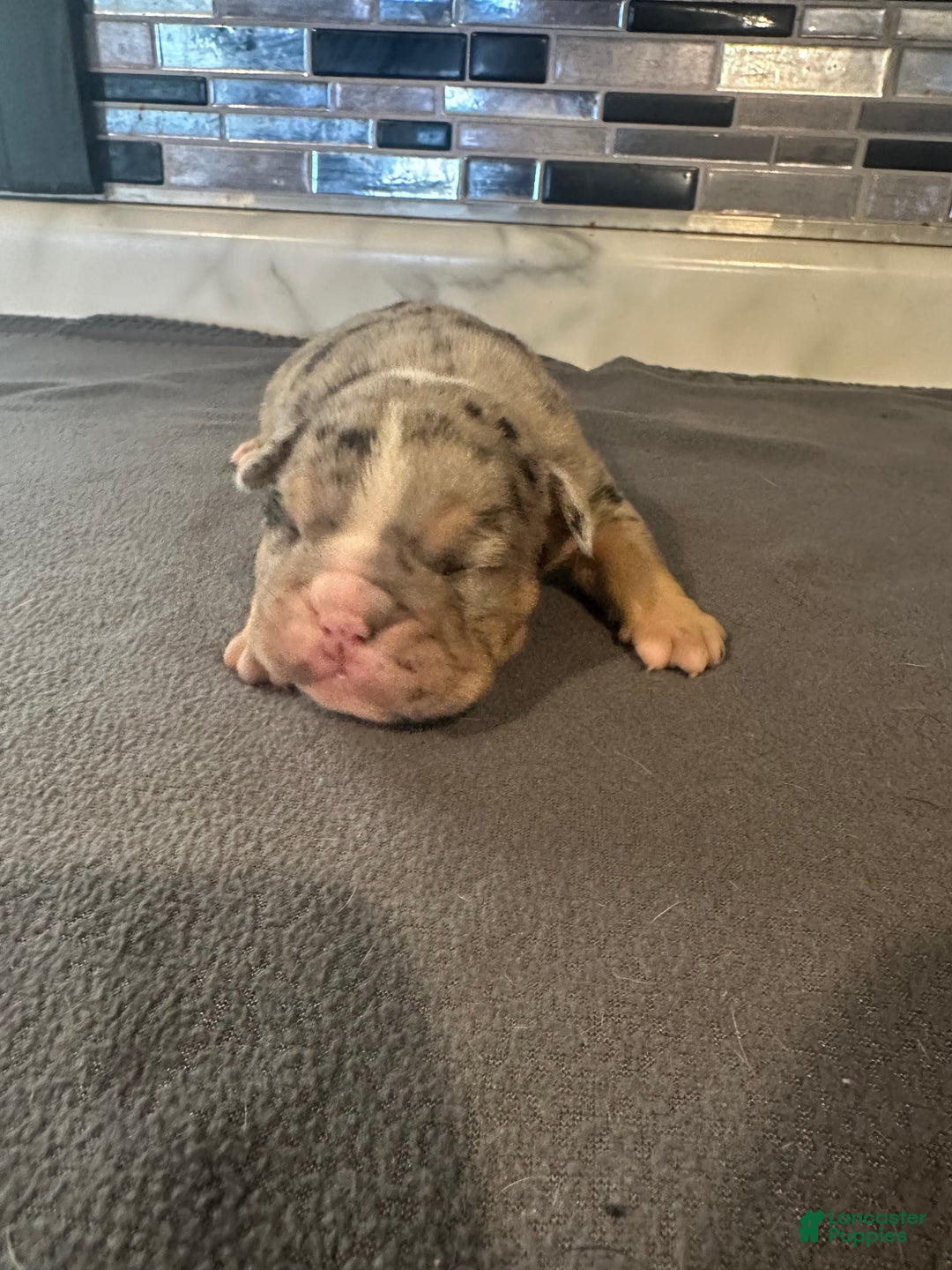 English Bulldog dogs for sale: Blue Merle Male  - Ad 3