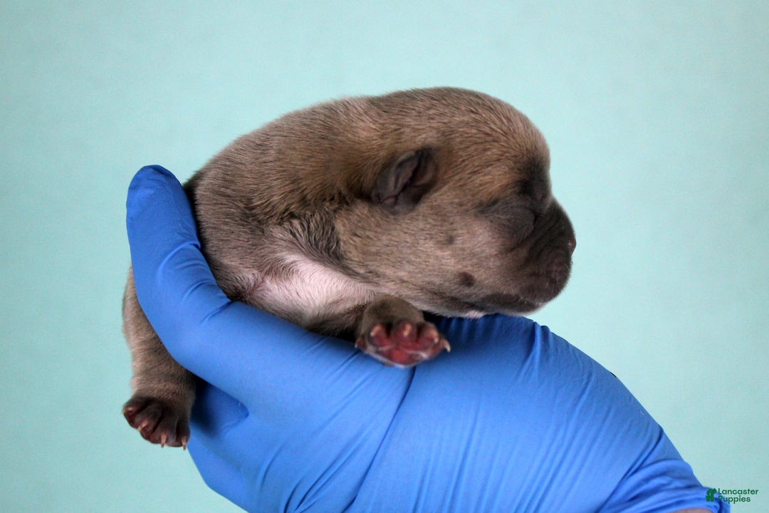 American Bully dogs for sale: Fawn male - Ad 3