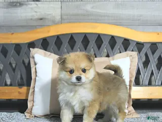 Pomeranian dogs for sale: Carson - Ad 2