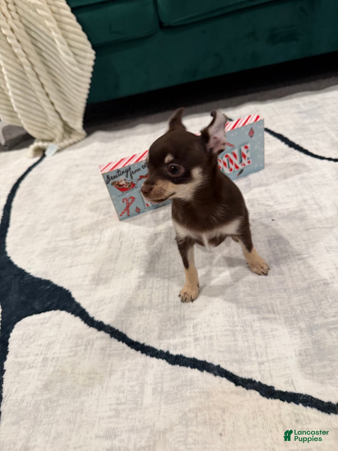 Chihuahua dogs for sale: Chihuahua Puppy 2 - Ad 2