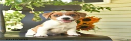 Jack Russell Terrier dogs for sale: Blu  - Ad 3
