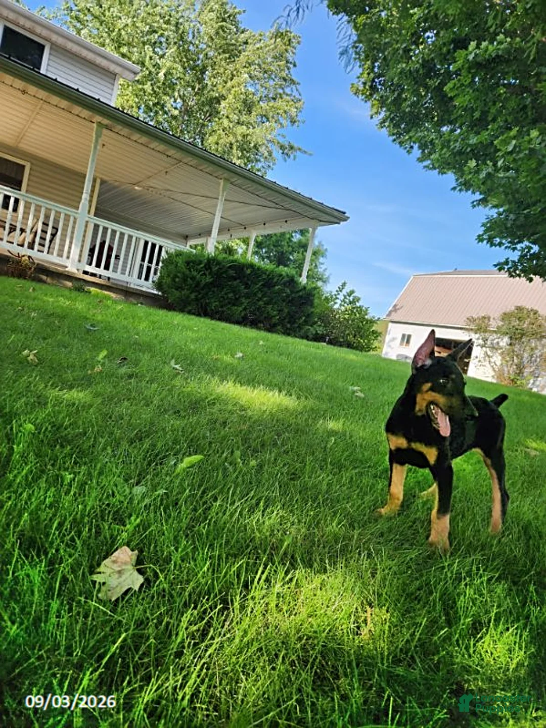 Doberman Pinscher dogs for sale: Kip - Ad 8
