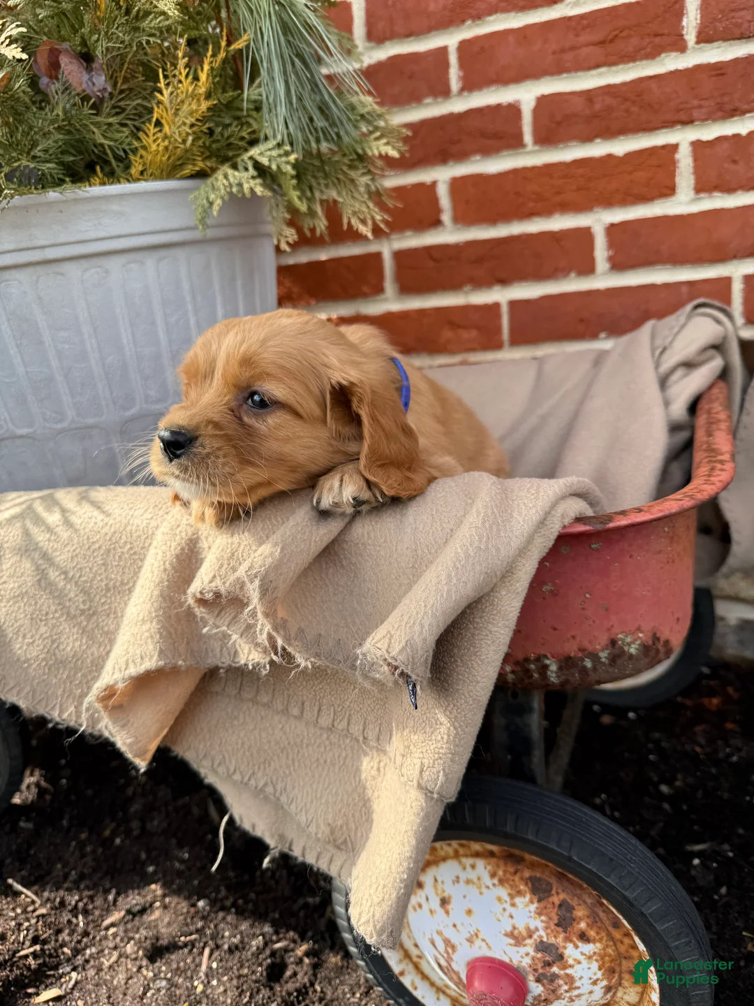 Miniature Golden Retriever dogs for sale: Miniature Golden Retriever Puppy 4 - Ad 4