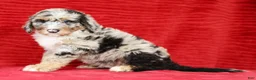 Sheepadoodle dogs for sale: Max - Ad 1