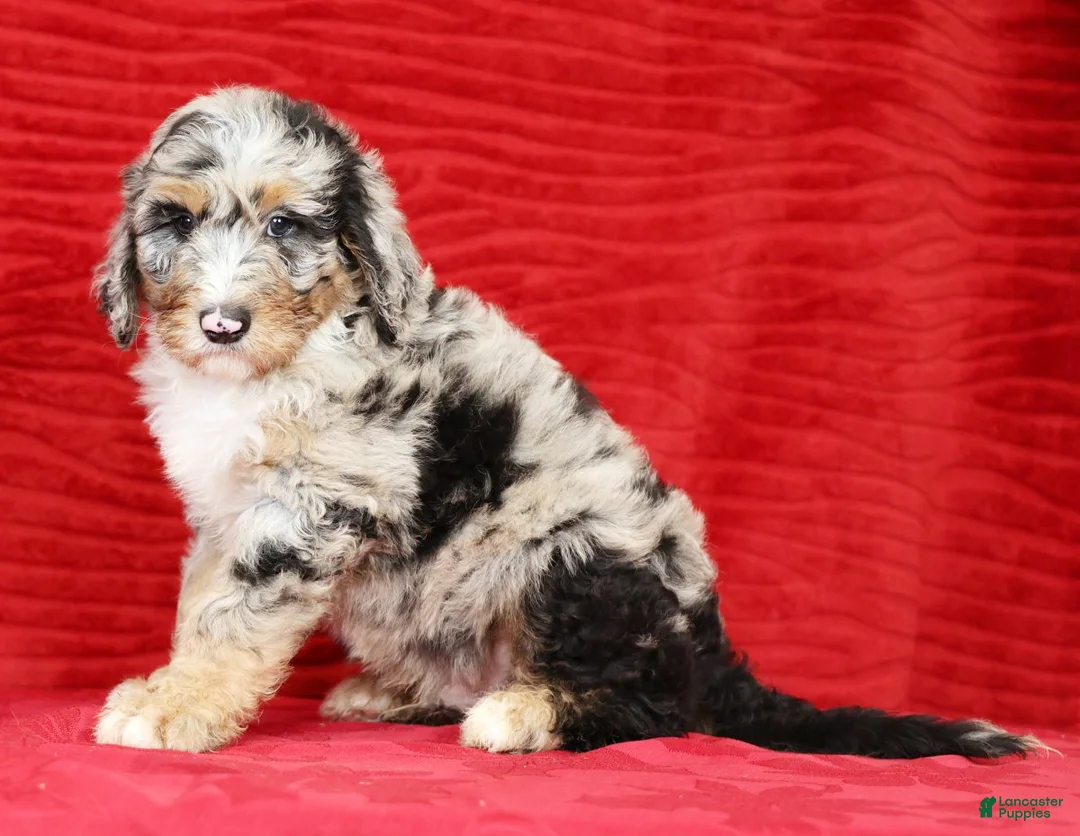 Sheepadoodle dogs for sale: Max - Ad 1