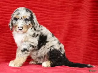 Sheepadoodle dogs for sale: Max - Ad 4