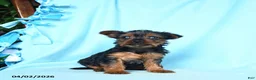 Yorkshire Terrier dogs for sale: Rosemary - Ad 3