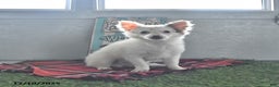 Chihuahua dogs for sale: Beau - Ad 4