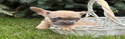 French Bulldog dogs for sale: Dewey - Ad 3