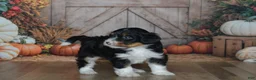 Mini Bernedoodle dogs for sale: Rosie - Ad 2