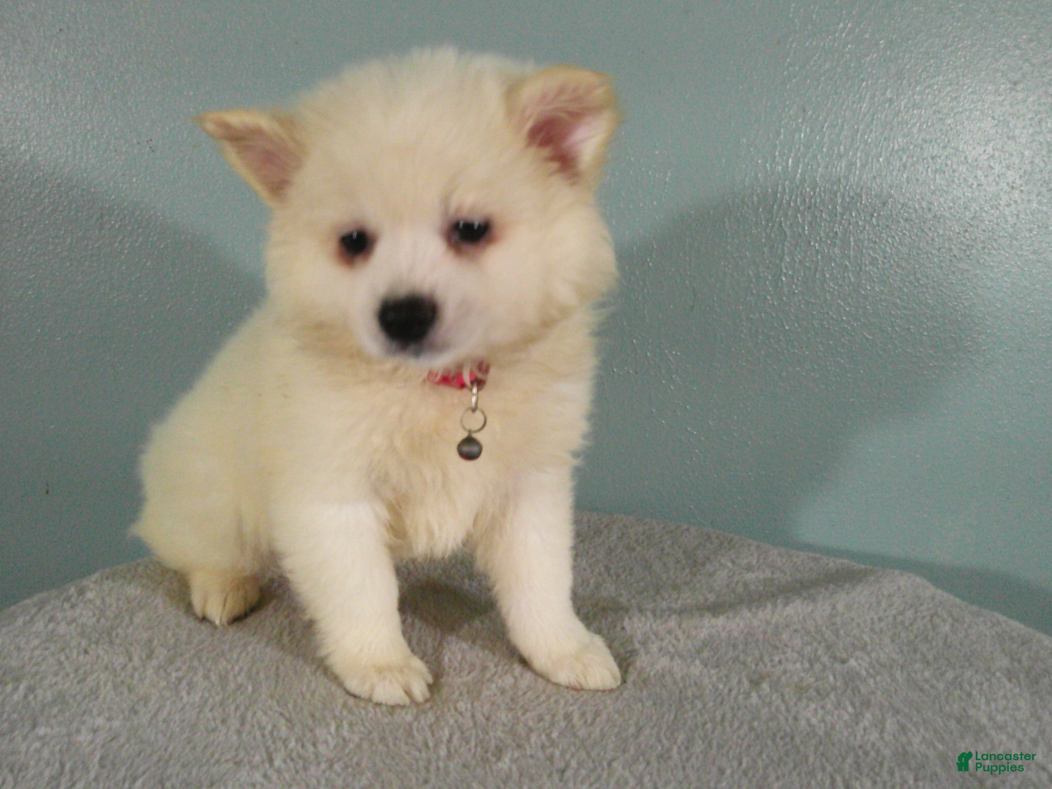American Eskimo dogs S - RED - Ad 1