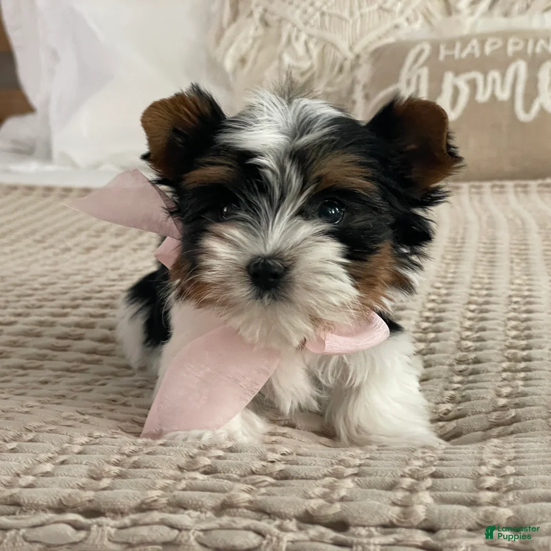 Biewer Terrier dogs for sale: Little Maya - Ad 7