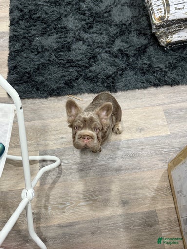 Gallery Image {{count}}