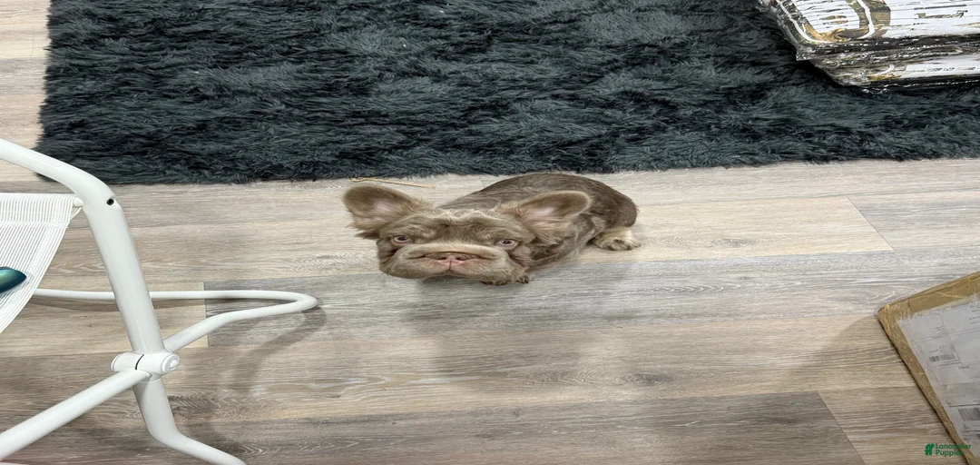 Gallery Image {{count}}