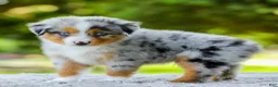 Miniature Australian Shepherd dogs for sale: Lynn - Ad 2