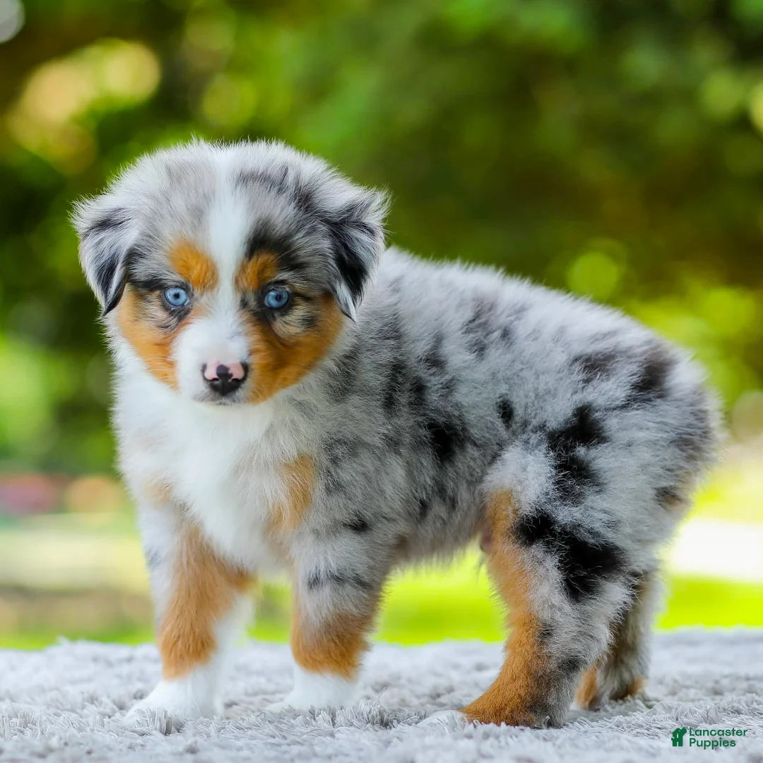 Miniature Australian Shepherd dogs for sale: Lynn - Ad 2