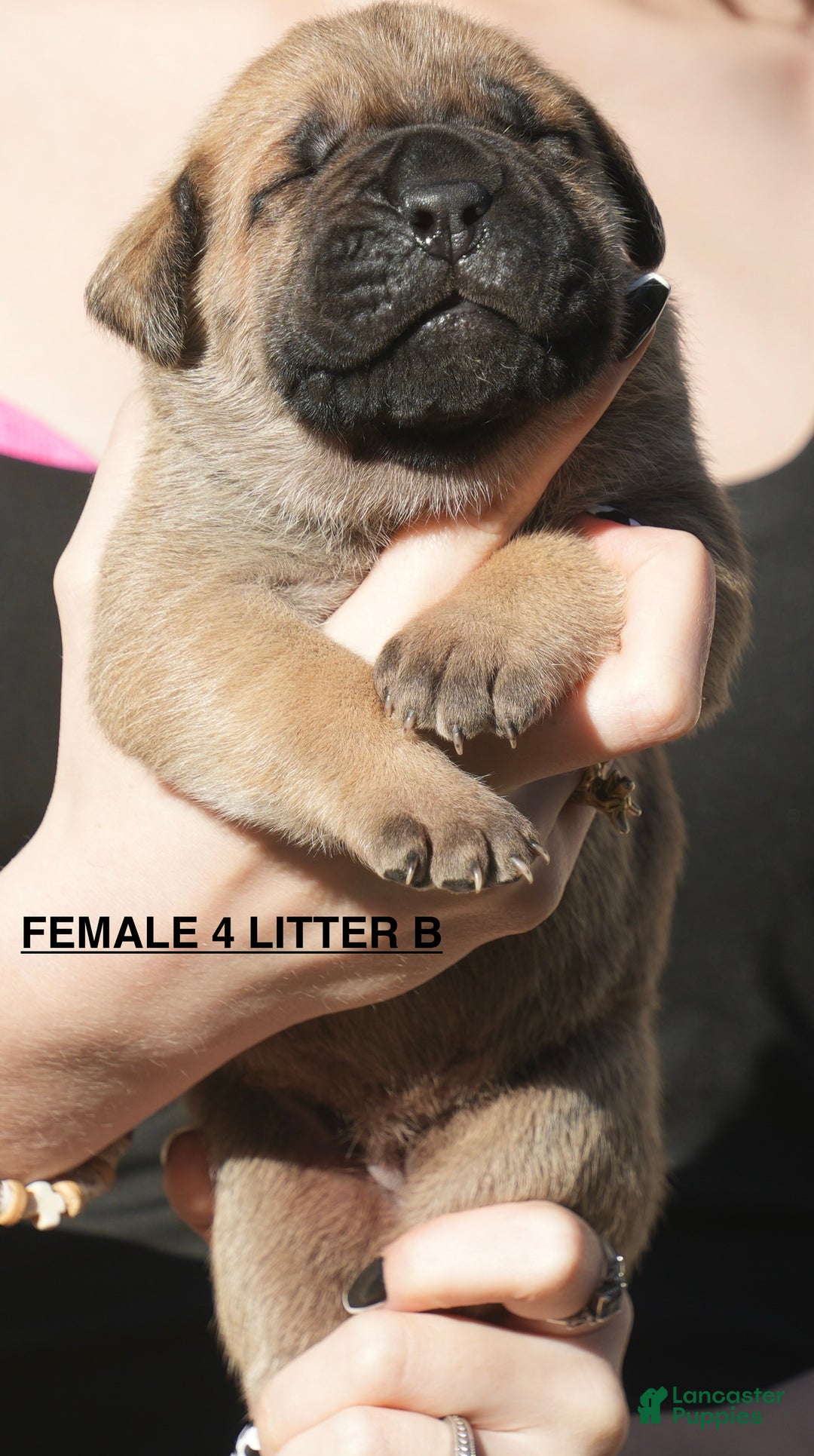 Cane Corso dogs for sale: Cane Corso Puppy 4 - Ad 1